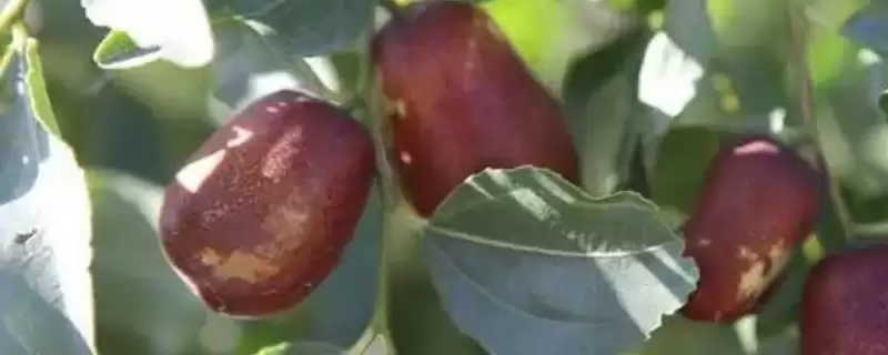 了解种鲜枣适用土壤的方法和重点？了解种鲜枣适用土壤要做好哪些细节？-会东网