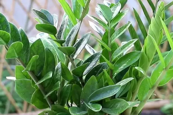 金钱树冬季的养殖方法 ,冬季养殖金钱树要怎么做插图3 金钱树冬季的养殖方法 ,冬季养殖金钱树要怎么做插图3