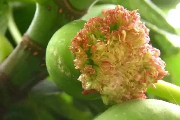 图片[2]-无花果有花吗，无花果有花-会东网