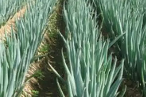 雨天喷药防治葱锈病的方法和重点？养猪场周边作物病害防治有哪些细节？插图2