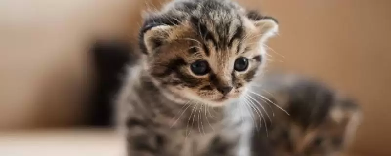 猫咪是如何辨别主人的 ,猫咪通过气味、声音、视觉辨别主人-会东网