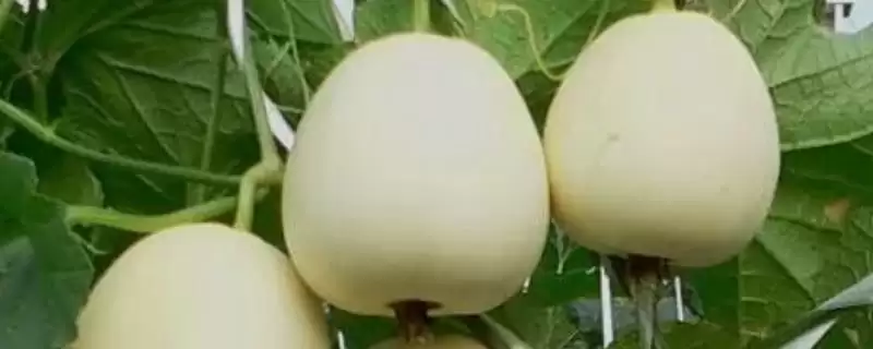推荐甜瓜品种的方法和重点?选甜瓜品种要做好哪些细节?-会东网