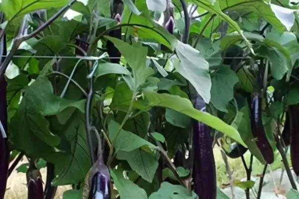 茄子复合肥使用技巧：每20天左右追肥一次的频率插图1