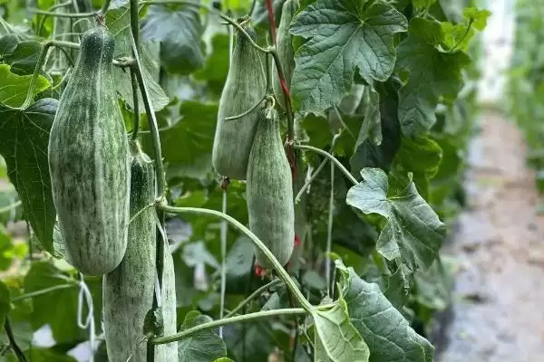 图片[3]-羊角蜜甜瓜坐果后管理方法的方法和重点？羊角蜜甜瓜坐果后管理要做好哪些细节？-会东网