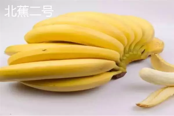 图片[8]-台湾香蕉的主要栽培品种，常见的有李林蕉、玫瑰蕉、旦蕉等-会东网