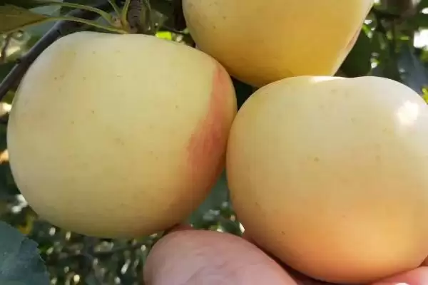 奶油苹果的价格，一斤需要5-10元左右插图2