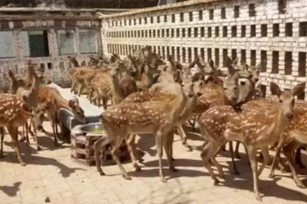 图片[2]-了解养鹿成本的方法和重点？了解养鹿成本要做好哪些细节？-会东网