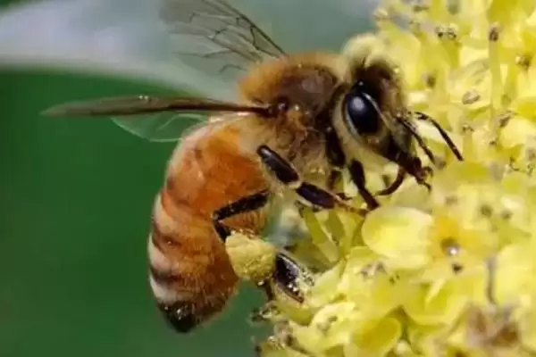 工蜂能变成蜂王吗,三日龄内有机会插图2 工蜂能变成蜂王吗,三日龄内有机会插图2