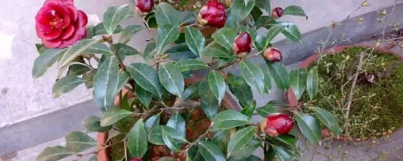 了解养殖山茶花禁忌的方法和重点？了解养殖山茶花禁忌要做好哪些细节？-会东网