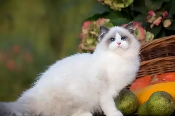 猫传染性肠炎是怎样的病症 ,猫传染性肠炎病因是什么插图1 猫传染性肠炎是怎样的病症 ,猫传染性肠炎病因是什么插图1