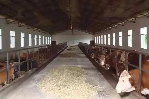 牛圈冬天保暖攻略：通风口覆盖塑料布的实用技巧插图8