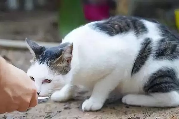 猫咪为何一直蹭人还叫唤 ,猫咪发情等原因会蹭人并叫唤插图3 猫咪为何一直蹭人还叫唤 ,猫咪发情等原因会蹭人并叫唤插图3