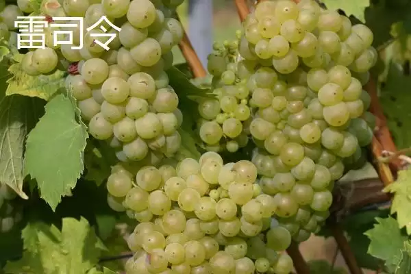 图片[8]-葡萄酒酿制全攻略：采摘后多道工序的醇香之旅-会东网