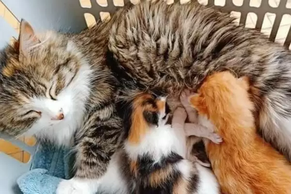 母猫产后一个月有哪些注意事项 ,母猫产后一月需关注饮食、乳房等方面插图3 母猫产后一个月有哪些注意事项 ,母猫产后一月需关注饮食、乳房等方面插图3