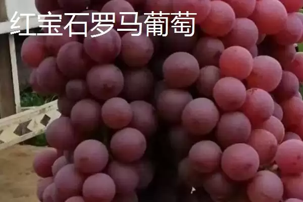 图片[12]-了解我国大陆地区最贵水果的方法和重点？认识大陆最贵水果要做好哪些细节？-会东网