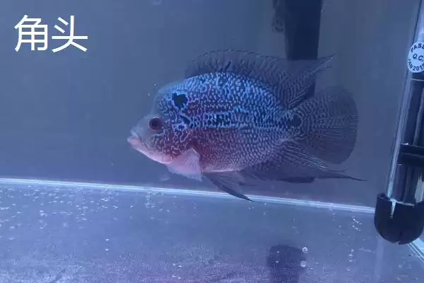 图片[7]-罗汉鱼起头时间是什么时候 ,珍珠品系罗汉鱼何时起头-会东网