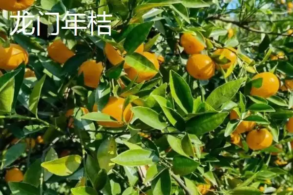 图片[16]-广东紫金县的特产，八刀汤是当地的招牌美食-会东网