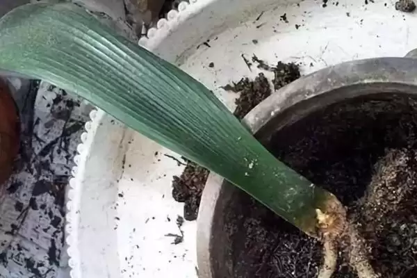 君子兰老空根的原因 ,哪些因素会导致君子兰老空根呢?插图2 君子兰老空根的原因 ,哪些因素会导致君子兰老空根呢?插图2