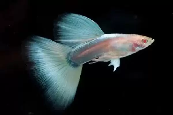 图片[3]-孔雀鱼对黑壳虾的食性 ,孔雀鱼吃黑壳虾是普遍现象吗？-会东网