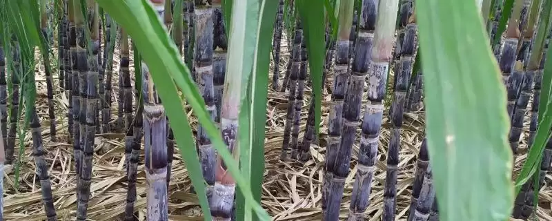 水果甘蔗怎么管理？管理水果甘蔗要掌握哪些关键的种植管理方法？-会东网