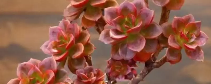 巧克力多肉盆栽注意事项?插图 巧克力多肉盆栽注意事项?插图