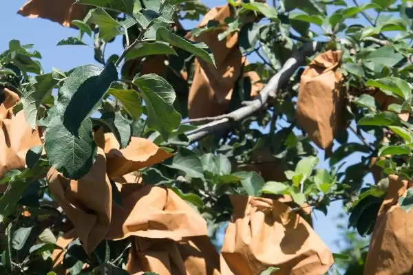 苹果套袋注意事项，应选用质量合格的纸袋插图2