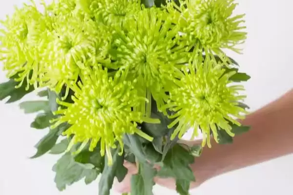 绿菊花的花语有哪些寓意 ,绿菊花有何花语寓意插图3