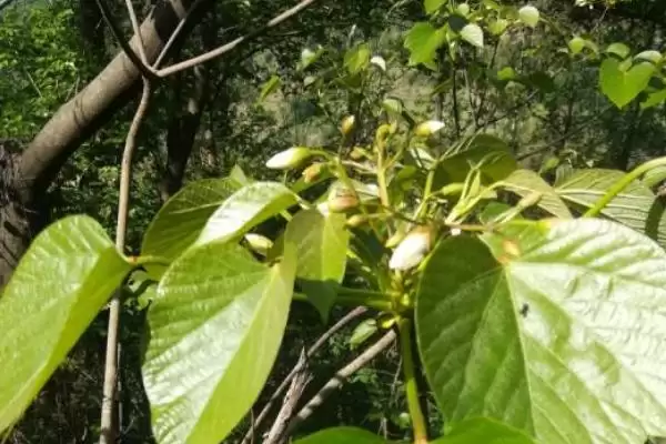 图片[3]-了解一亩桐子树产量的方法和重点？了解一亩桐子树产量要做好哪些细节？-会东网