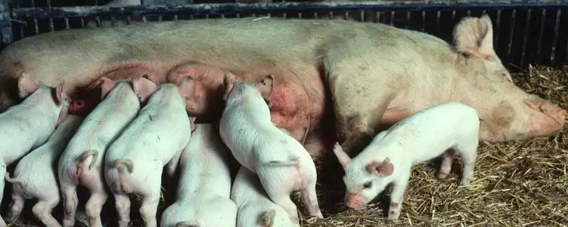 母猪一般晚上几点会产仔呢,母猪产仔大多集中在凌晨或上午时间段-会东网