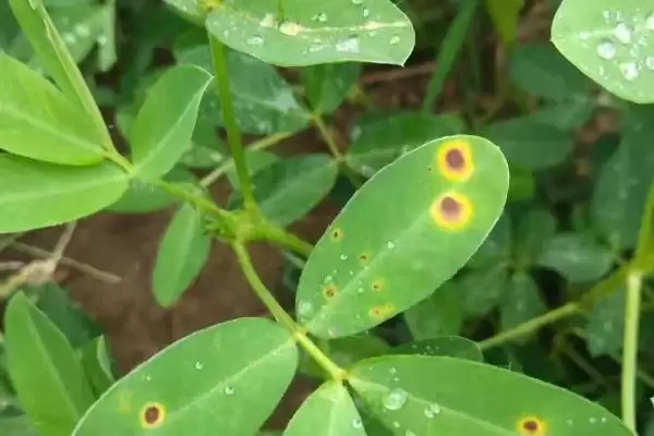 防治病虫害的适宜适期，害虫幼龄期、危险生育期、天敌敏感期适合用药插图2