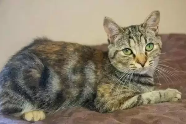 猫反复发烧怎么处理好 ,猫反复发烧先做什么处理插图2 猫反复发烧怎么处理好 ,猫反复发烧先做什么处理插图2