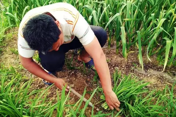 韭菜的种植方法 ,韭菜出苗后浇水频率是怎样的呢?插图5 韭菜的种植方法 ,韭菜出苗后浇水频率是怎样的呢?插图5