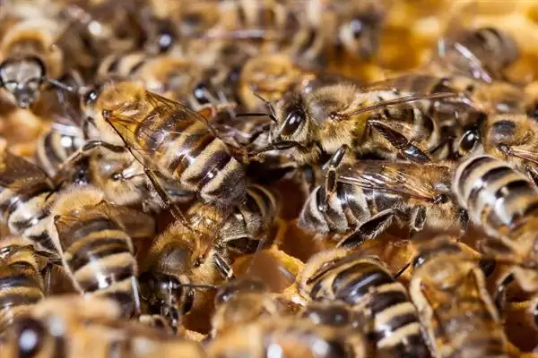 蜂王网购回来后如何介王，关入介王器中并喷洒蜂蜜水、待蜂群接受蜂王后再释放插图7