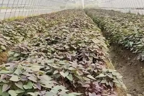 图片[3]-紫薯市场前景的分析和要点？分析紫薯市场需关注哪些关键要素？-会东网