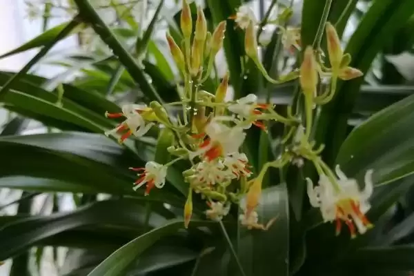 龙须兰的剪头方法 ,龙须兰为何剪短过长枝条呢？插图2