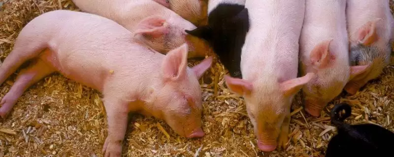 探究仔猪出生两天后腹泻原因的方法和重点?养猪要做好哪些幼猪健康细节?-会东网