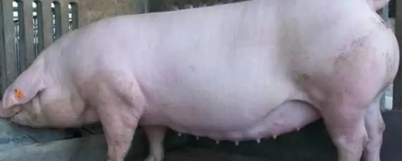 母猪配种的最佳时期是什么时候呢,母猪适宜配种期为排卵前 2-3 小时-会东网