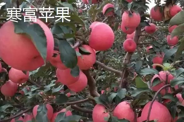 寒富苹果的产地,主产地在中国北方插图2 寒富苹果的产地,主产地在中国北方插图2