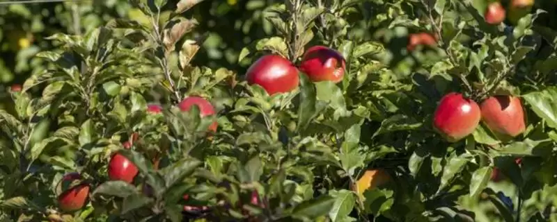 适合在北方种植的果树有哪些,桃、李、苹果和杮子等品种均可栽培-会东网