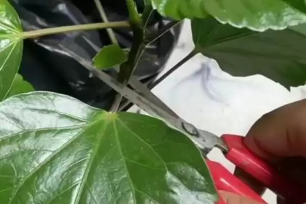 图片[3]-朱瑾养护管理的方法和要点？养护朱瑾需掌握哪些关键步骤？-会东网