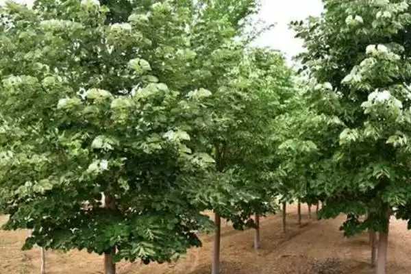 图片[4]-中国十大蜜源植物，花期持续时间长短不一-会东网