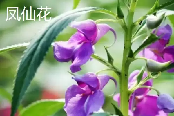 图片[2]-水梅花和凤仙花有什么区别？区分水梅花和凤仙花要关注哪些关键差异？-会东网