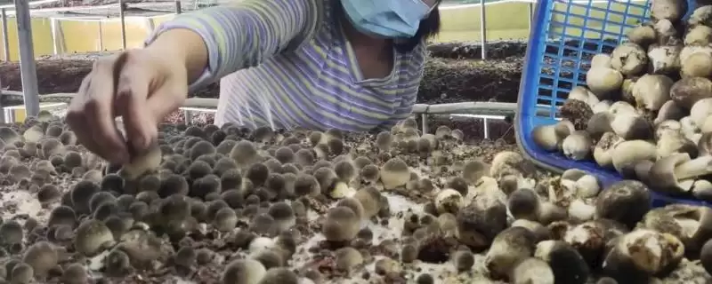 食用菌采收技术要点？采收食用菌要掌握哪些关键的技术要点和方法？-会东网