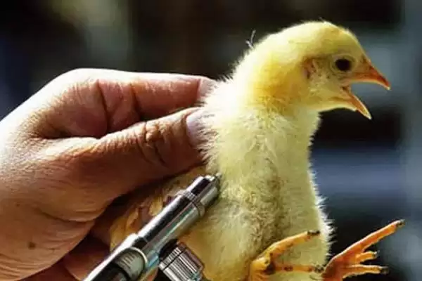 解决小鸡消化不良问题的方法和重点？养鸡要做好哪些饮食健康维护？插图4