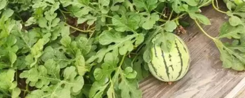 了解西瓜常见品种的方法和重点？认识西瓜品种要做好哪些细节？-会东网