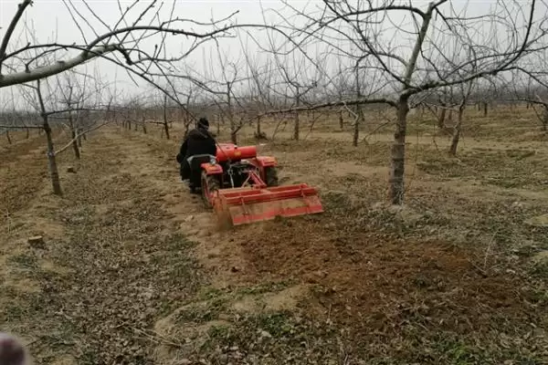 春季苹果园如何正确清园，包含物理清园和化学清园插图10