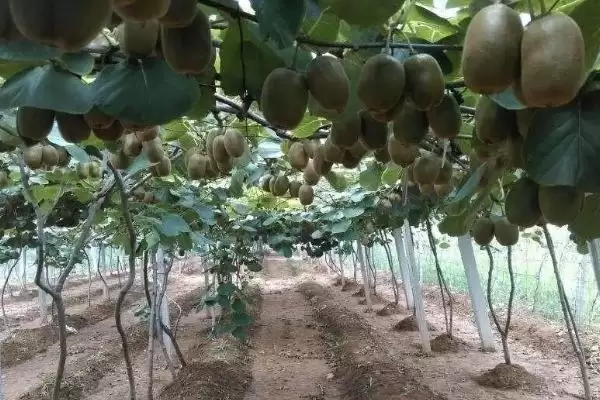 图片[4]-农村种植赚钱新宠：秋葵的种植与收益秘籍-会东网