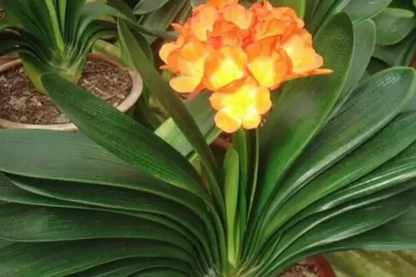 君子兰夏季的管理方法 ,君子兰夏季适合怎样的生长环境?插图2 君子兰夏季的管理方法 ,君子兰夏季适合怎样的生长环境?插图2