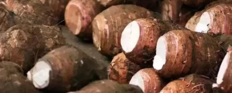 种植芋头的注意事项和重点？种植芋头要留意哪些关键问题？-会东网