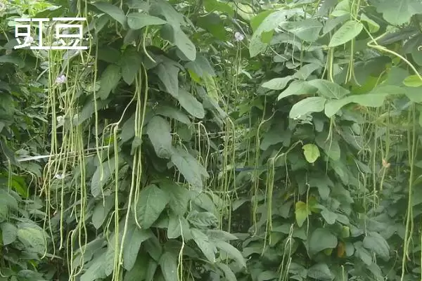 图片[3]-夏季可种植的蔬菜品种 ,夏季种苦瓜有什么有利条件呢？-会东网